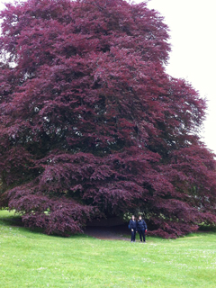 Autograph Tree in Coole Park